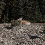 Bighorn sheep Jasper Banff