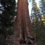 General Grant Sequoia