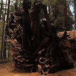 Raíces Sequoia