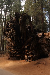 Raíces Sequoia