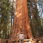 General Sherman Sequoia