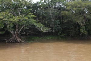 Amazonas árbol