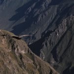Condor macho