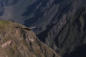 Condor macho