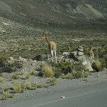 Vicuña