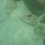 Estrellas de mar