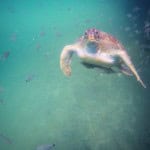 Tortugas