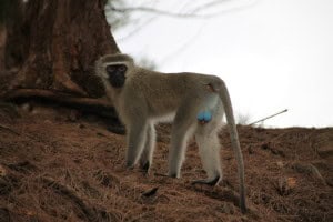Mono vervet