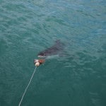 Tiburón