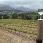 Viñedos