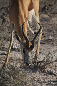Gacela saltarina