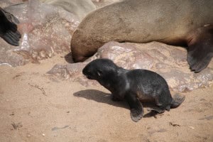 Foca más pequeña