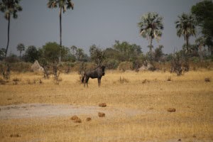 Ñu