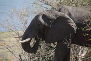 Elefante