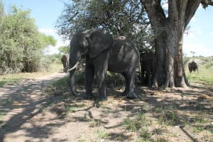 Elefante