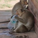 Monos