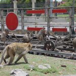 Monos